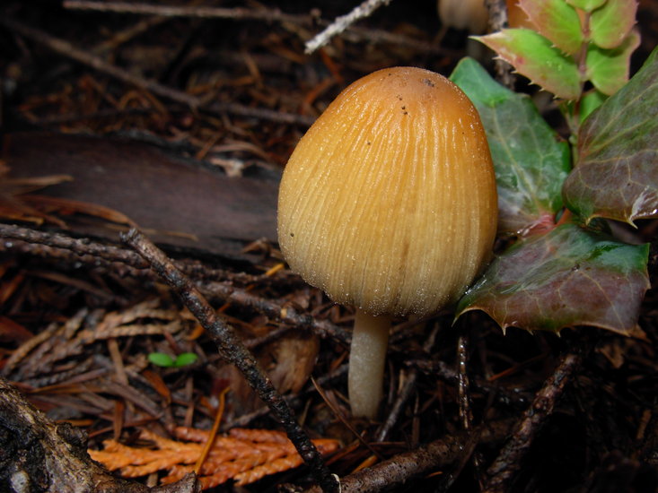 Coprinellus saccharinus