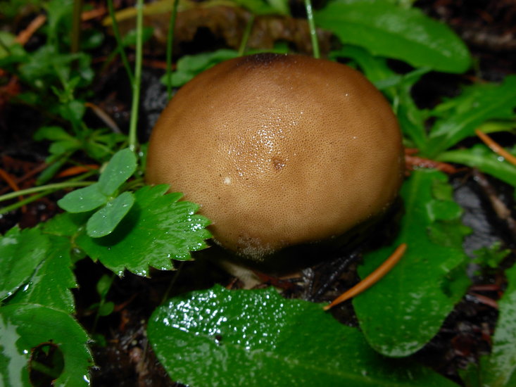 Lycoperdon pyriforme