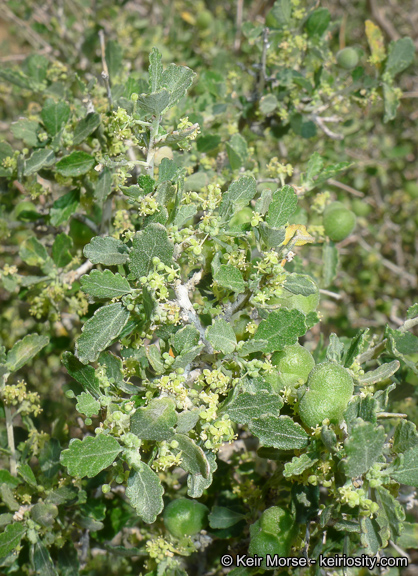 Bernardia incana