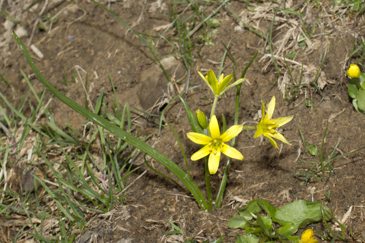 Gagea liotardii