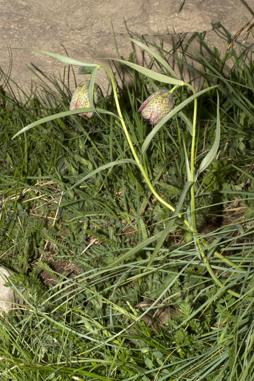Fritillaria involucrata