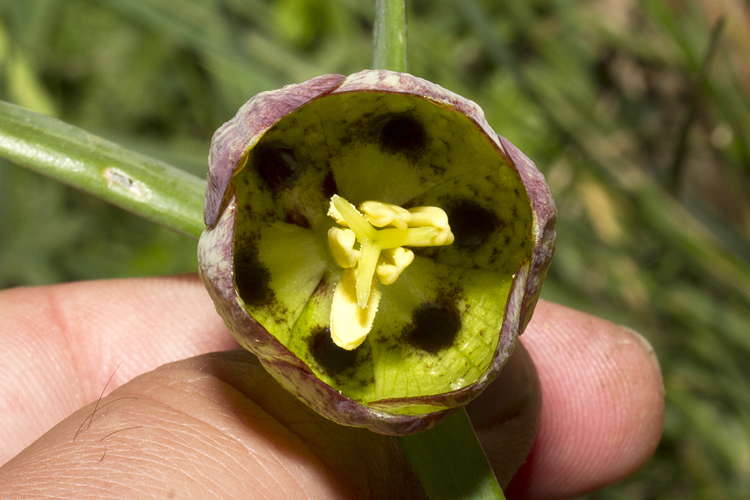 Fritillaria involucrata