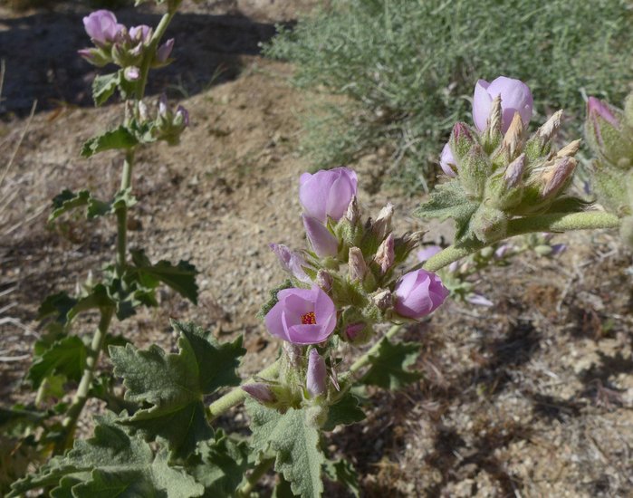 Malacothamnus orbiculatus