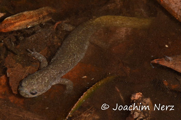 Hynobius nebulosus Hynobius nebulosus