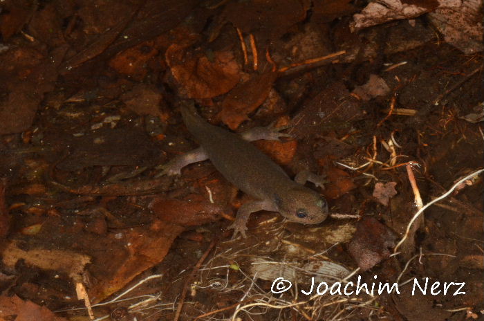 Hynobius nebulosus Hynobius nebulosus