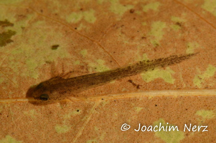 Hynobius nebulosus Hynobius nebulosus