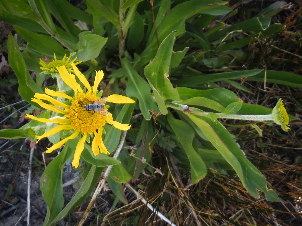 Arnica longifolia