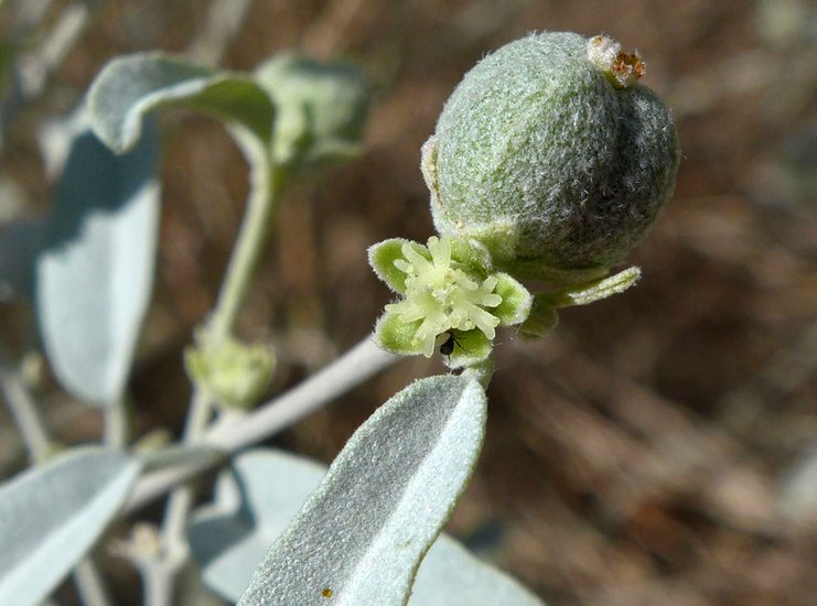 Croton californicus