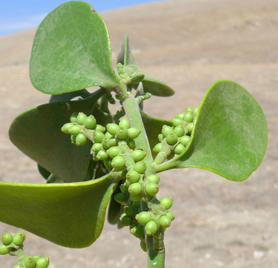 Phoradendron leucarpum ssp. macrophyllum Phoradendron leucarpum ssp. macrophyllum