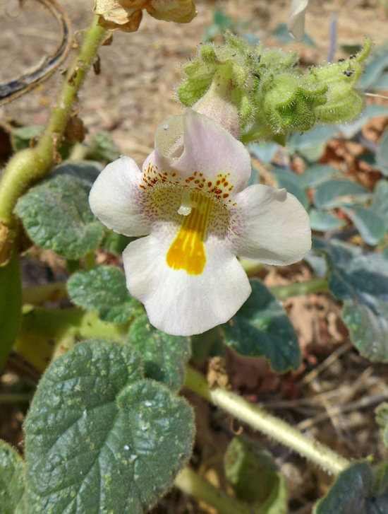 Proboscidea louisianica ssp. louisianica Proboscidea louisianica ssp. louisianica