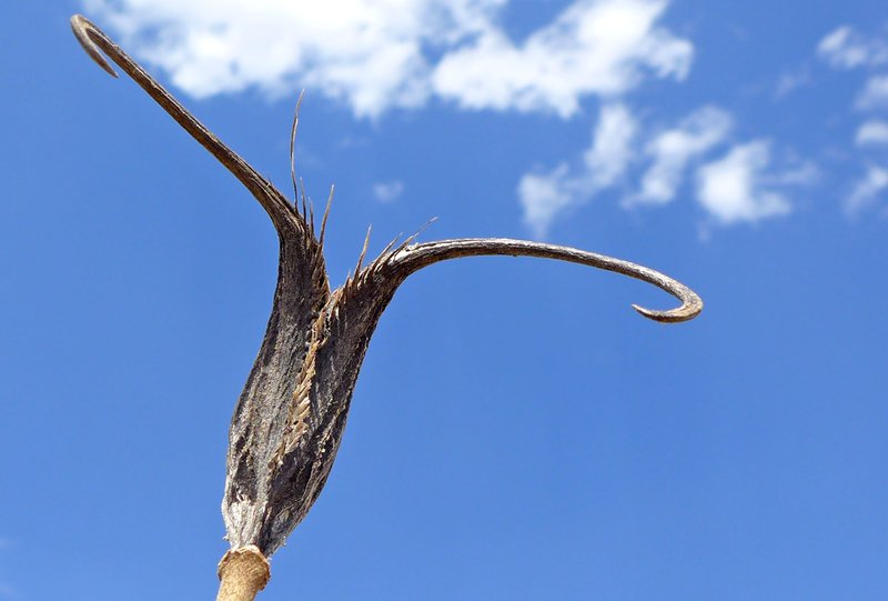 Proboscidea louisianica ssp. louisianica Proboscidea louisianica ssp. louisianica