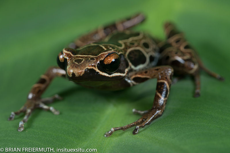 Cardioglossa elegans