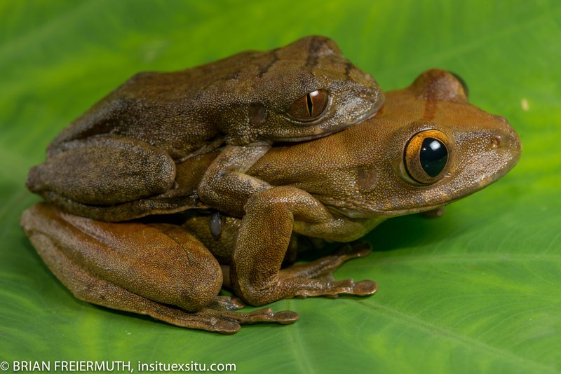 Leptopelis rufus Leptopelis rufus