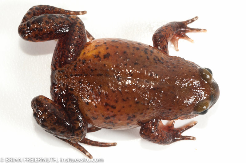 Leptodactylodon perreti Leptodactylodon perreti