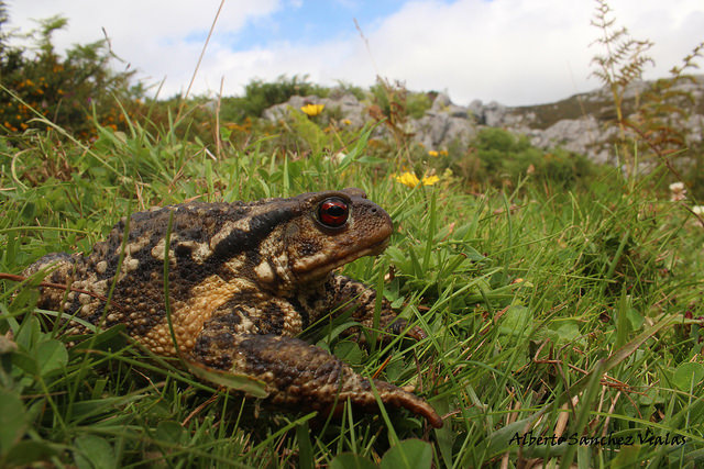 Bufo spinosus Bufo spinosus