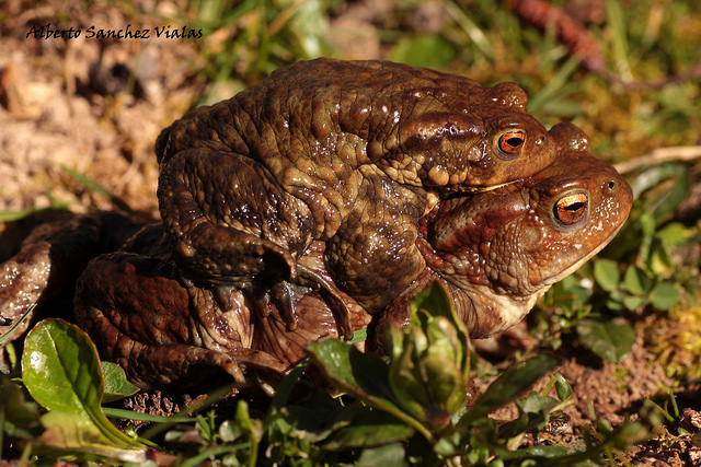 Bufo spinosus Bufo spinosus