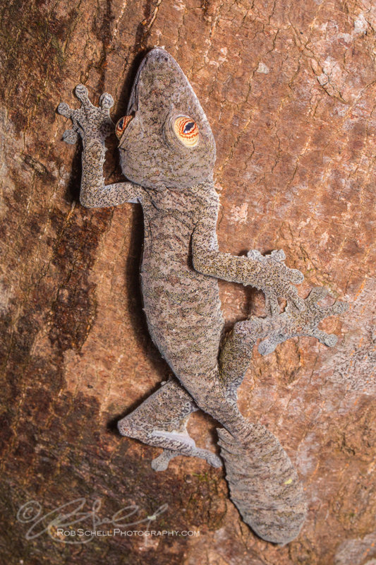 Uroplatus fimbriatus Uroplatus fimbriatus