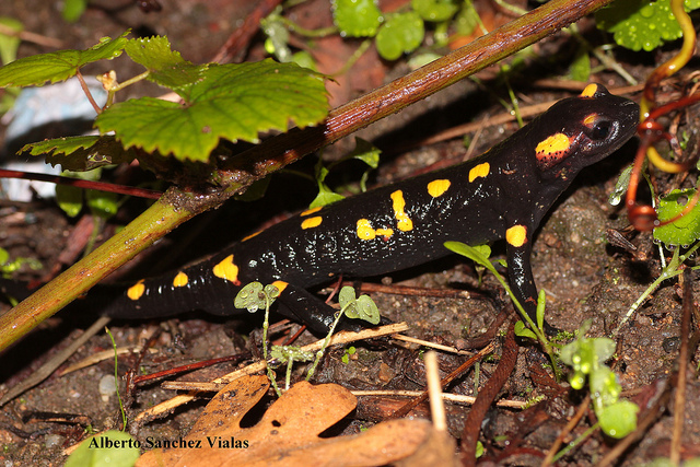 Salamandra salamandra gallaica/bejarae