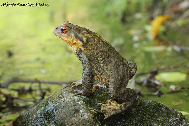 Bufo spinosus Bufo spinosus