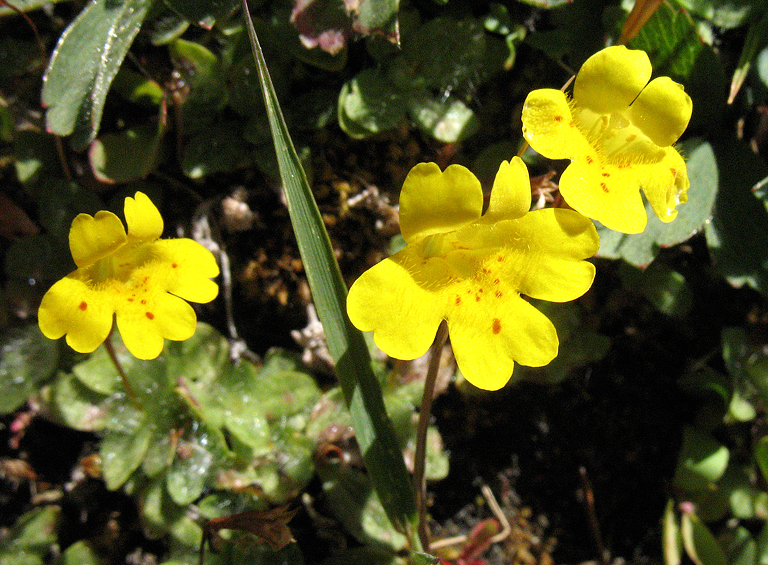 Mimulus puniceus