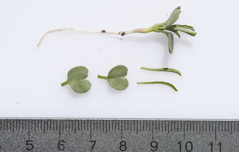 Convolvulus simulans