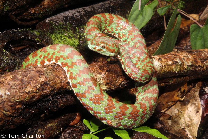 Trimeresurus venustus Trimeresurus venustus