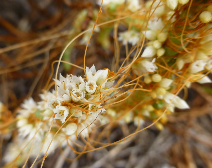 Cuscuta salina