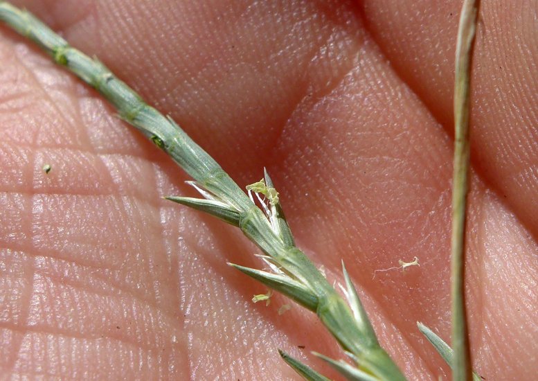 Hainardia cylindrica Hainardia cylindrica