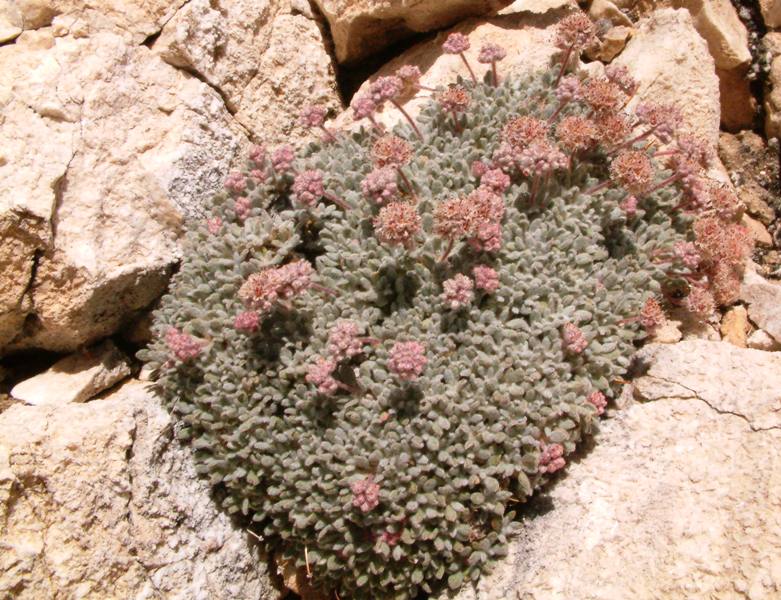 Eriogonum shockleyi