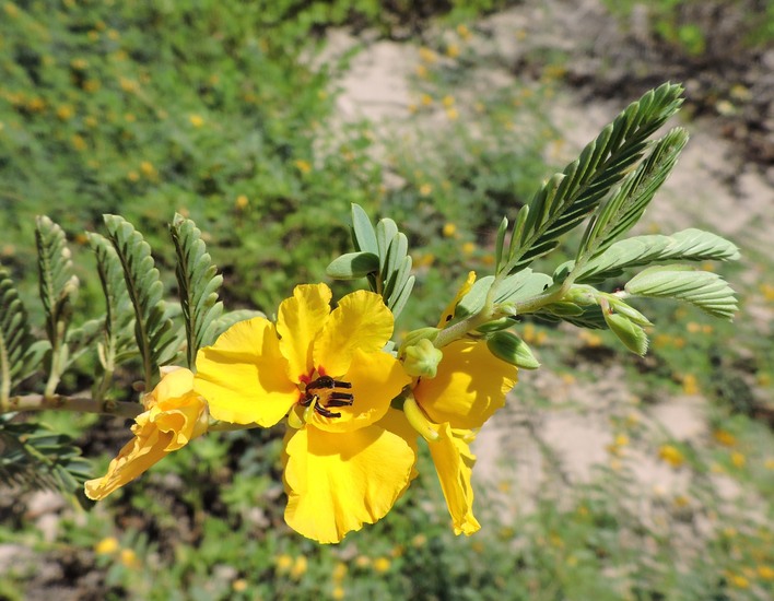 Chamaecrista fasciculata