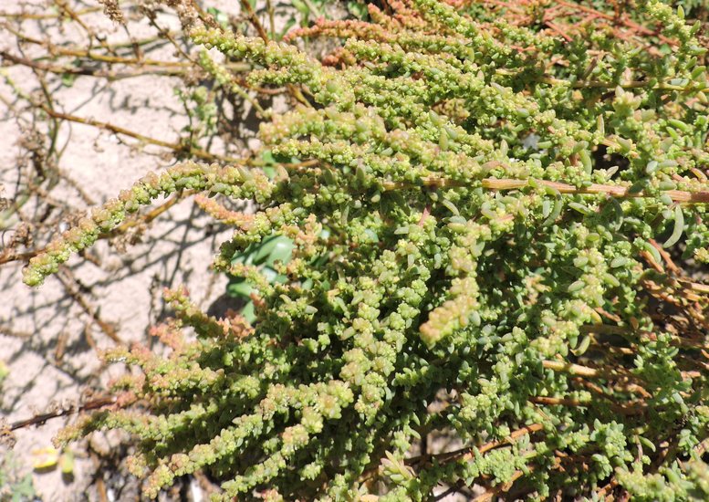 Suaeda linearis Suaeda linearis