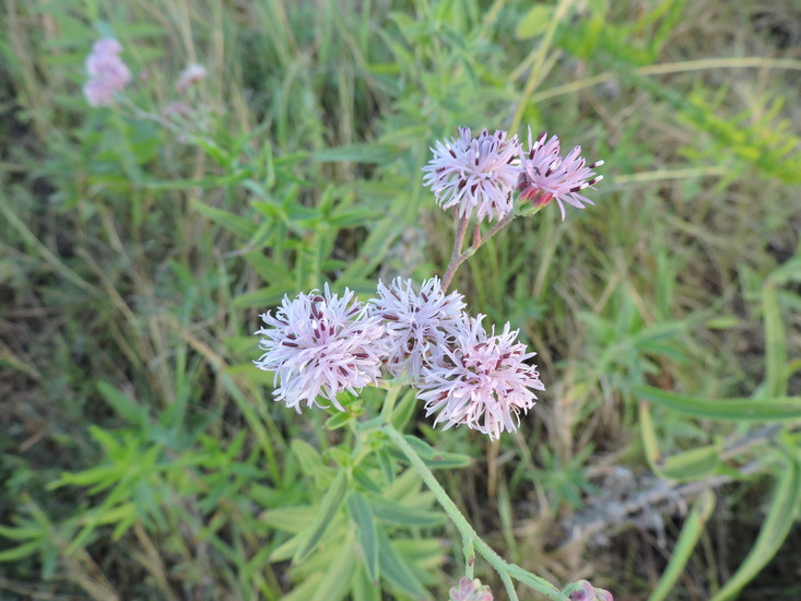 Palafoxia texana Palafoxia texana