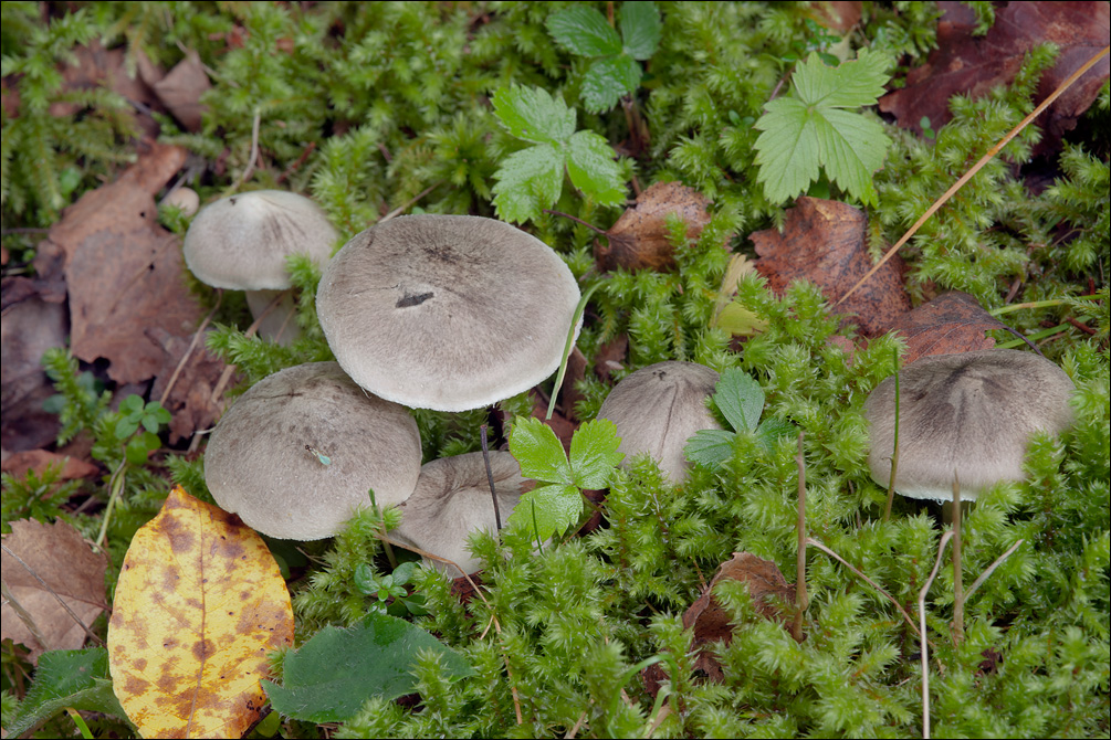 Tricholoma scalpturatum