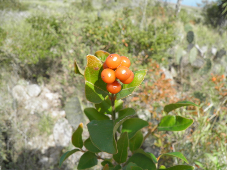 Citharexylum berlandieri Citharexylum berlandieri
