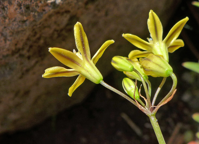 Triteleia ixioides ssp. anilina