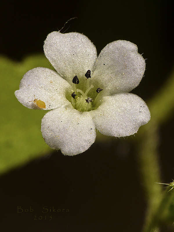 Nemophila parviflora var. parviflora