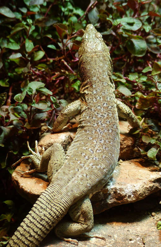 Omanosaura jayakari