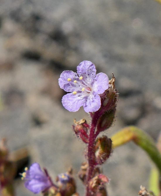 Phacelia quickii Phacelia quickii