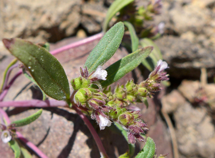 Phacelia racemosa