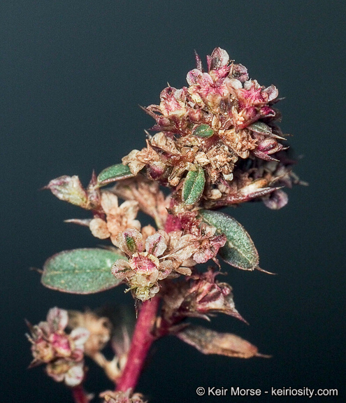 Amaranthus torreyi