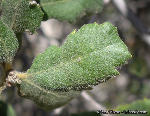 Quercus durata var. gabrielensis