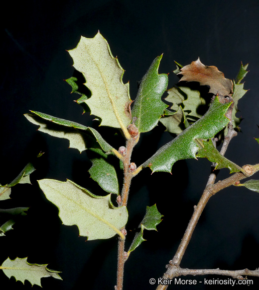 Quercus durata var. gabrielensis