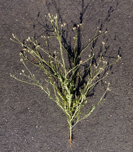Volutaria tubuliflora