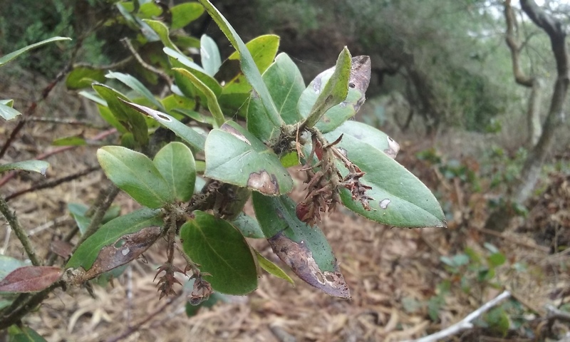 Arctostaphylos crustacea ssp. crustacea