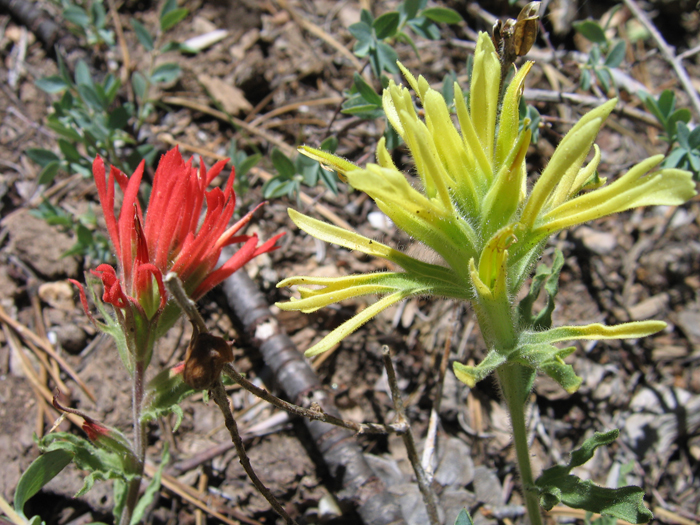 Castilleja martinii var. clokeyi