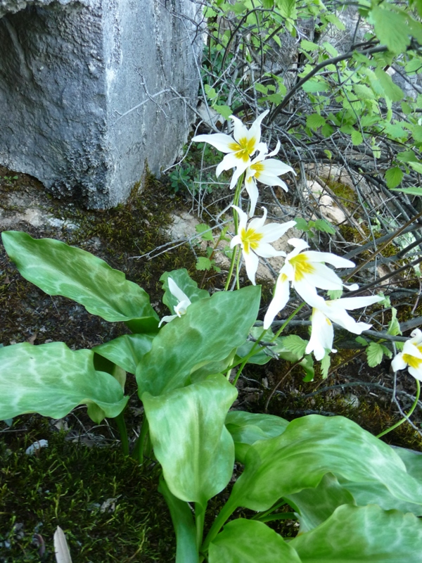 Erythronium shastense