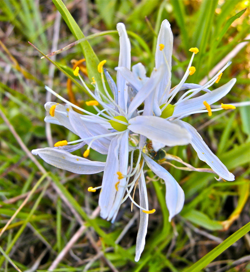 Camassia leichtlinii ssp. leichtlinii