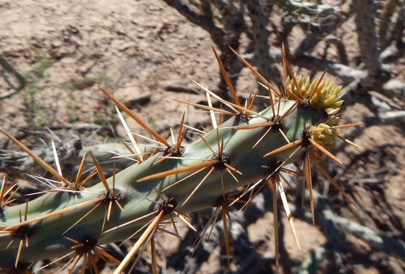 Cylindropuntia thurberi ssp. versicolor Cylindropuntia thurberi ssp. versicolor