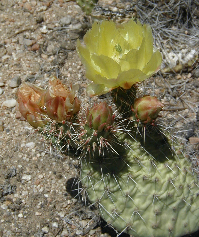 Opuntia erinacea Opuntia erinacea