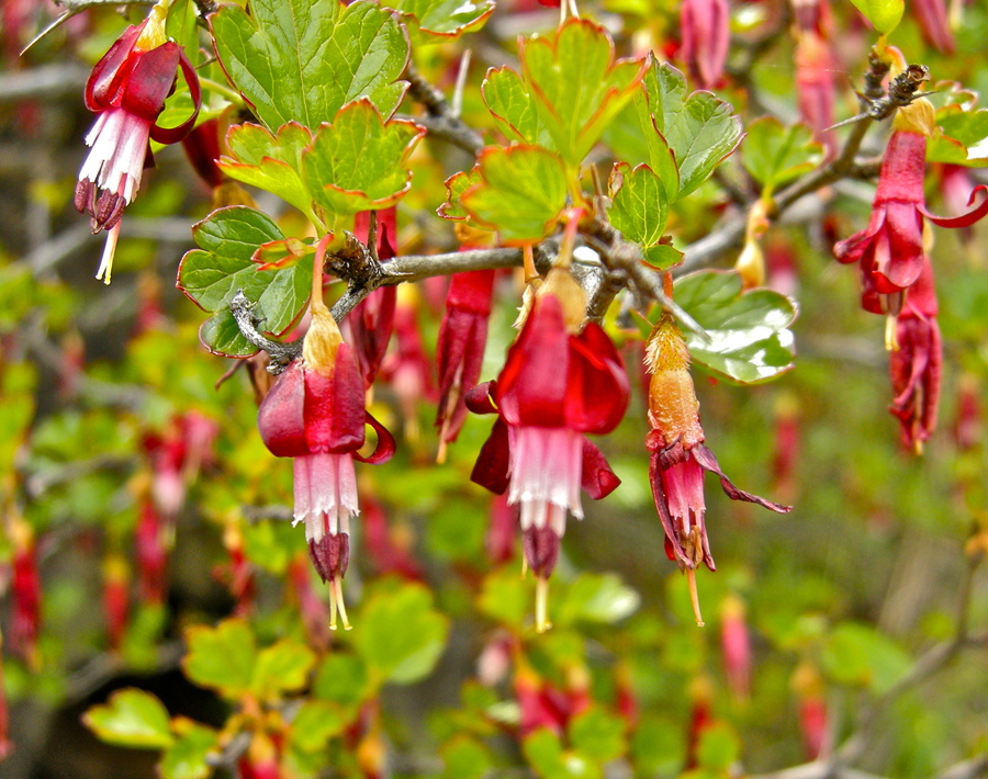 Ribes roezlii var. cruentum